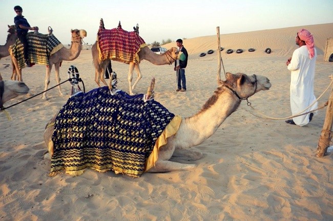 Camel on Camel